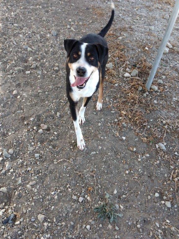 Bounty Tierheim Zypern Hund