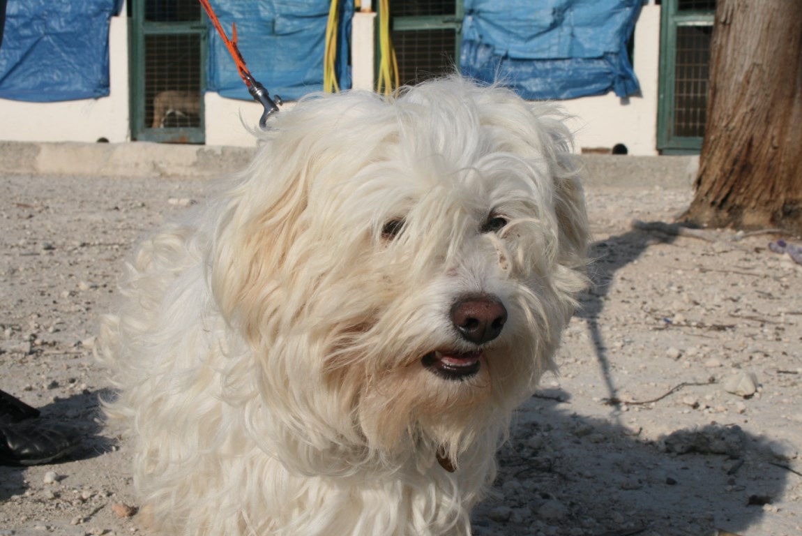Buddy 9