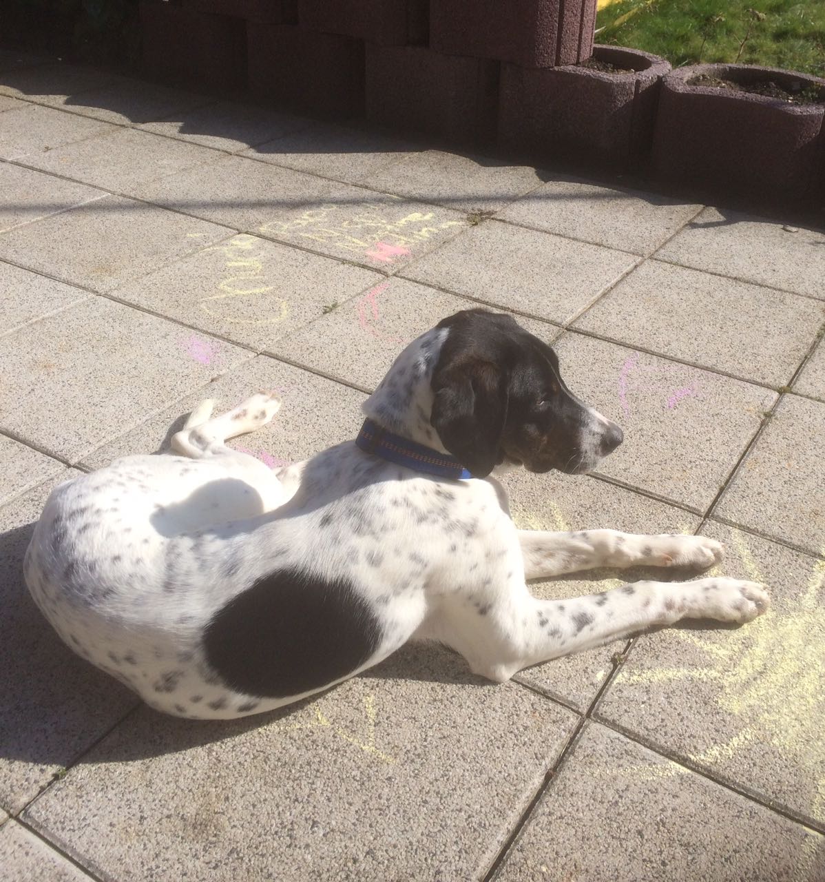 ChuckZypernHundTierschtuz3