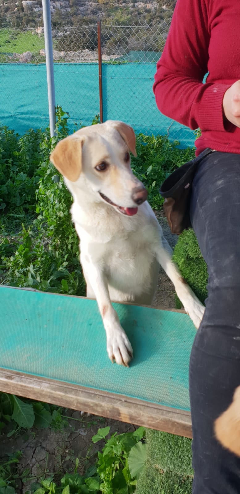 Labrador Mix Hündin sucht eine Pflegestelle oder ein Zuhause.