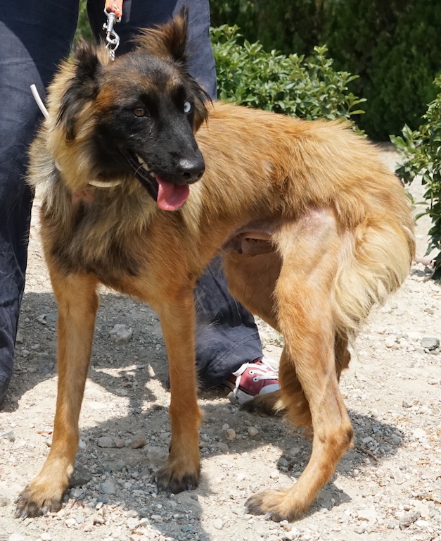 Malinois Mix aus Zypern fliegt nach Deutschland 
