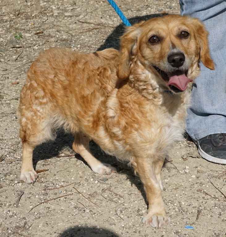 Hund aus Zypern verlässt das Tierheim und hat ihr Zuhause gefunden.