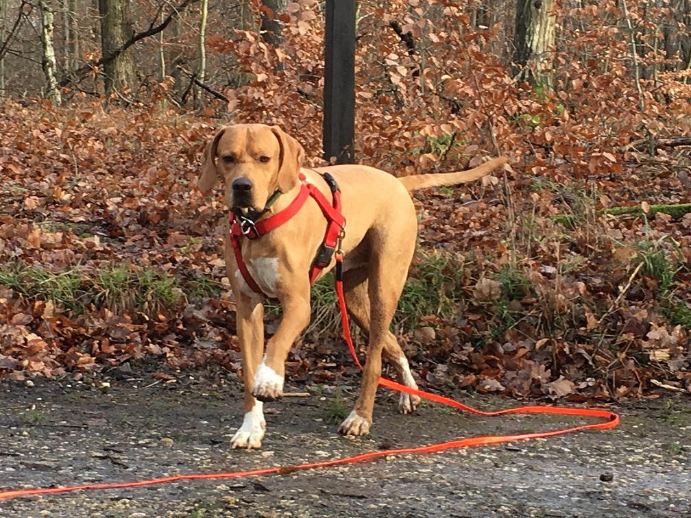 Der Jagdhund Mischling Ian aus Zypern aus dem Tierheim sucht ein Zuhause.