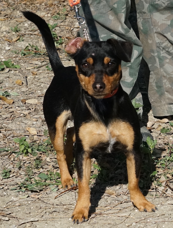Karl, Pinscher Mischling aus Zypern, fliegt nach Zypern