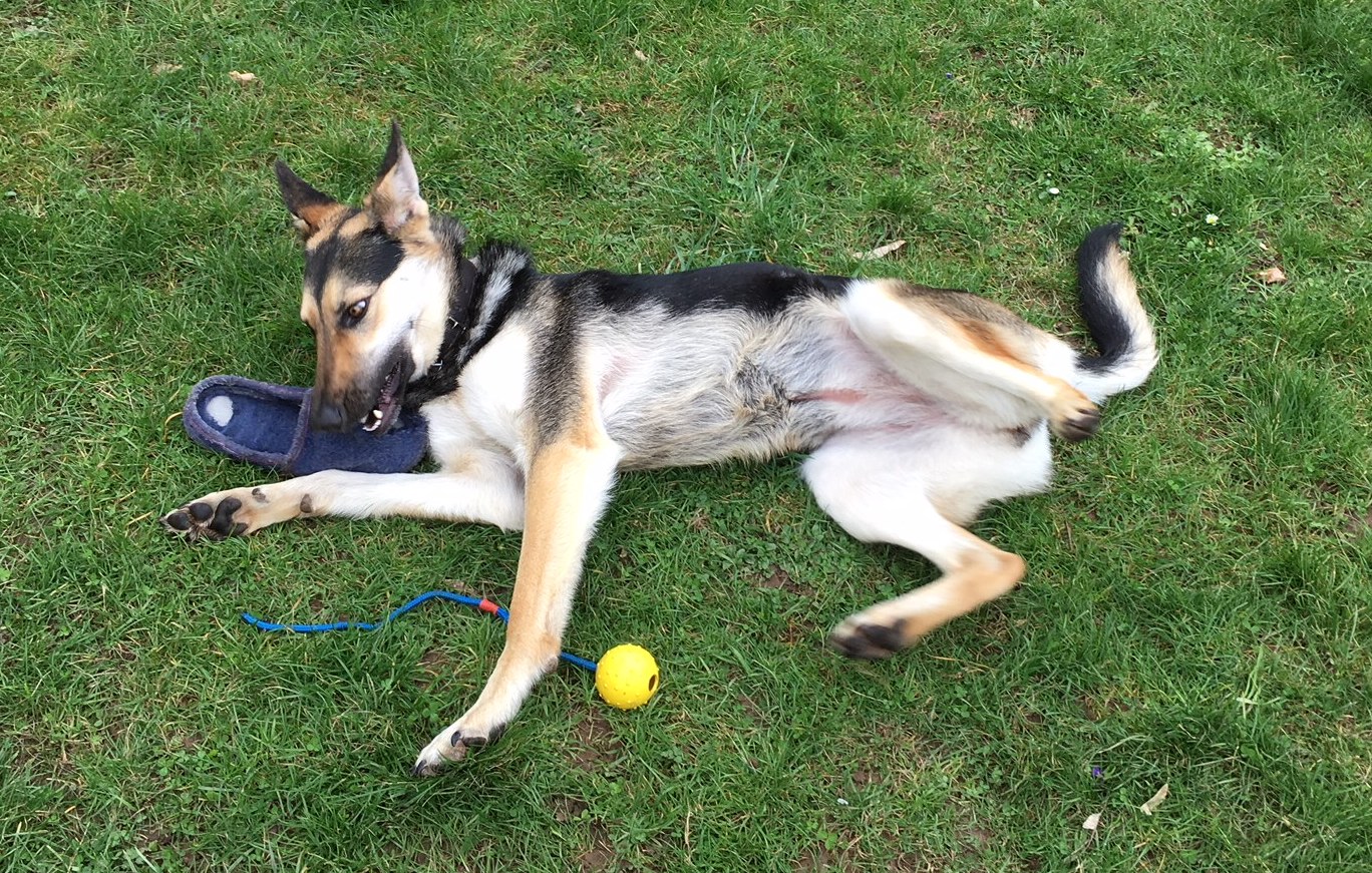 Schäferhund Mischlings Hündin aus dem Tierschutz auf Zypern.