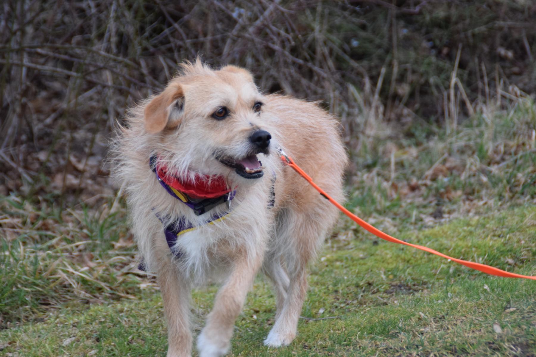 Nancy Hund Tierschutz Zypern 1