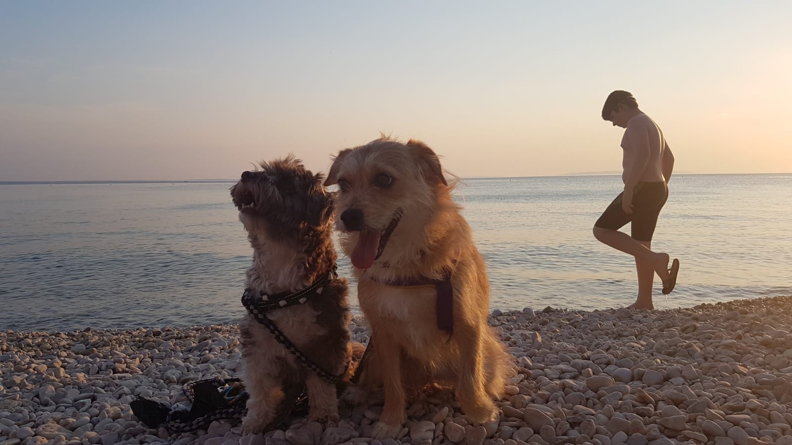 Terrier Mix Pflegestelle Urlaub Kroatien 2