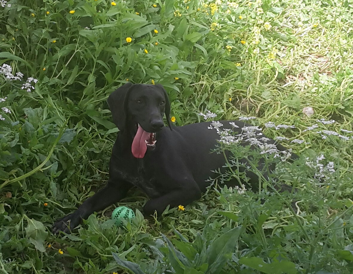 Prince aus dem Tierheim auf Zypern sucht eine Familie.