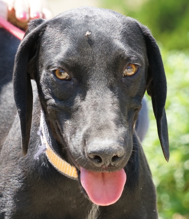 Pointer Mix aus dem Tierschutz fliegt nach München Airport.