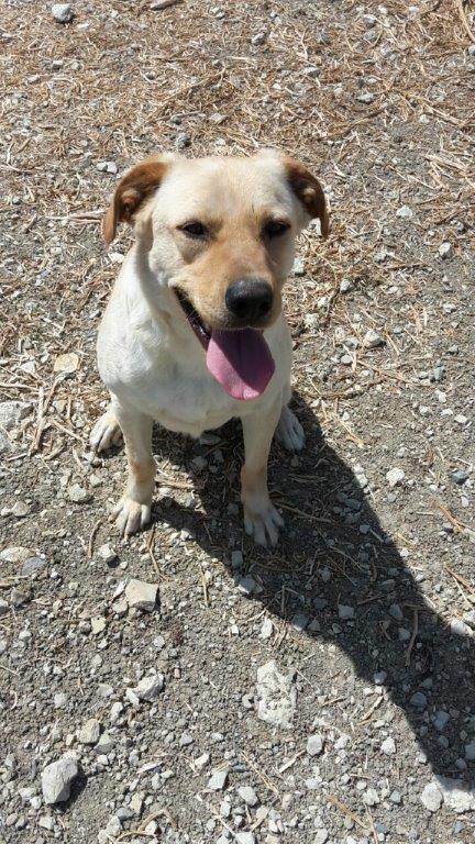 Quando Rüde Tierheim Zypern Labrador