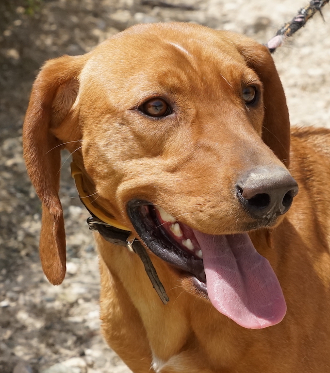 Jagdhund Mischling aus Zypern fliegt nach Hamburg Airport.