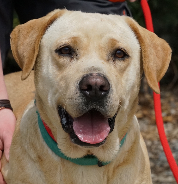 Labrador Hündin aus dem Auslandstierschutz.