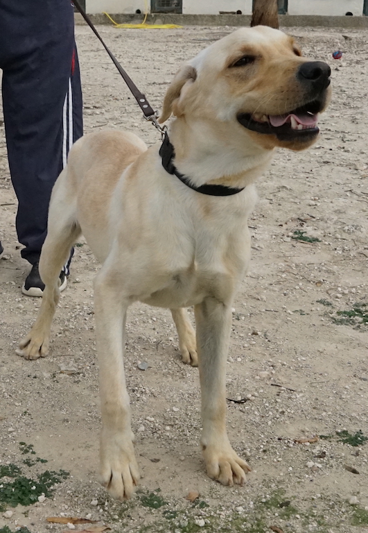 Labrador Mix aus dem Tierschutz auf Zypern.