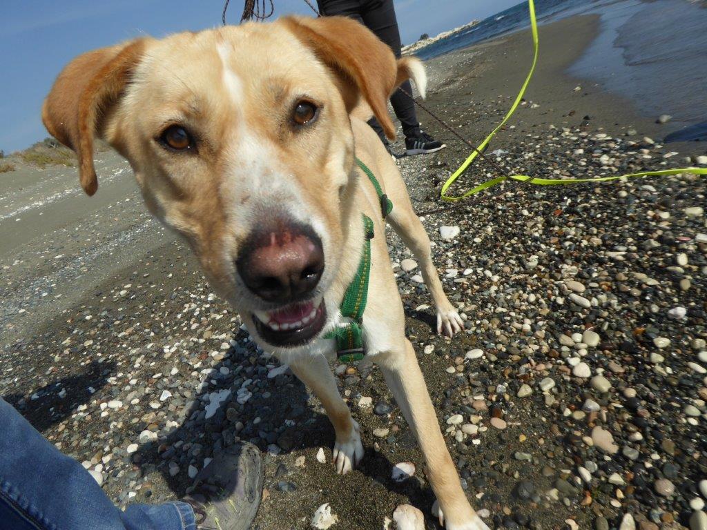 Yiannis aus Zypern ist ein Mischling aus dem Tierheim.