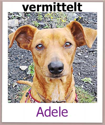 Adele Tierschutz Zypern Hund vermittelt 1