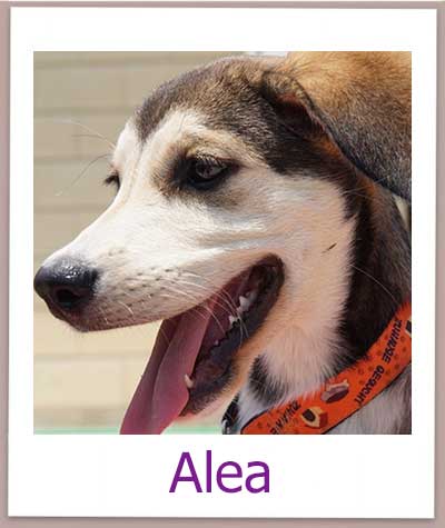 Husky Mix Welpe aus Zypern in deutscher Pflegeselle.