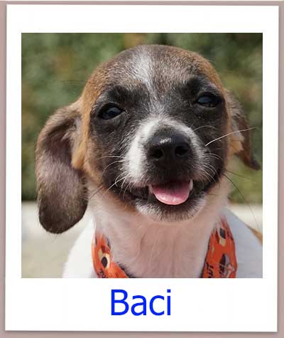 Baci Tierschutz Zypern Hund prof