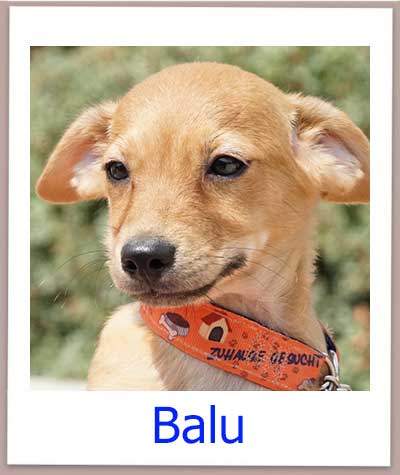 Welpe Balu aus dem Julia Tierheim auf Zypern sucht eine Familie in Deutschland.