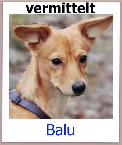 Mischling aus dem Tierheim Zypern hat ein Zuhause gefunden.