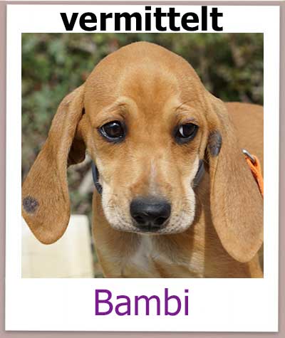 Vizla Welpe Bambi aus dem Tierschutz sucht ein Zuhause.
