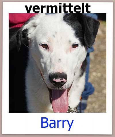 Tierschutz Hund Barry hat sein Zuhause auf Zypern gefunden.