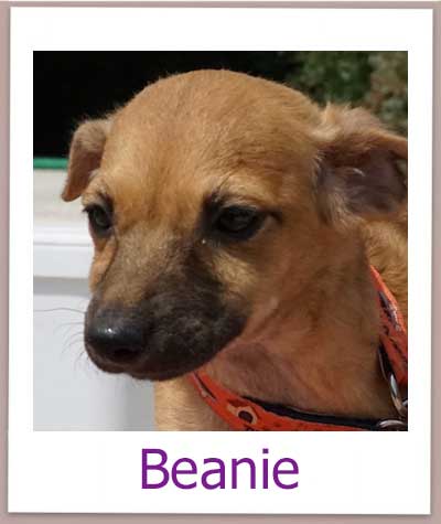 Beanie aus dem Auslandstierschutz sucht eine Familie.