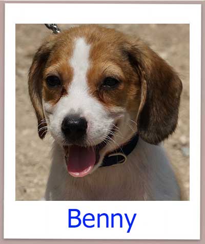 Benny Tierschutz Zypern Hund prof 1