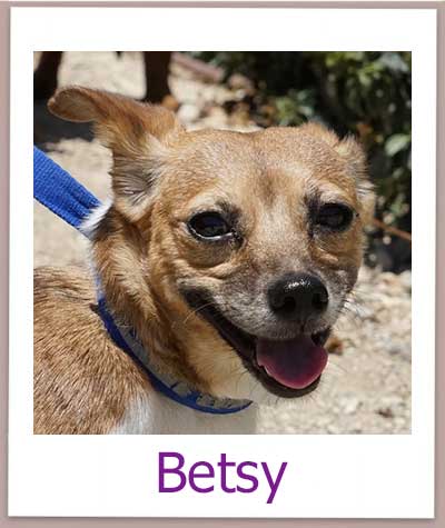 Betsy Tierschutz Zypern Hund prof