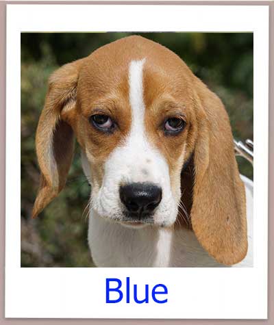 In einer deutschen Pflegestelle ist der Vizla Pointer Mix aus Zypern.