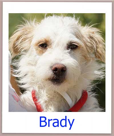 Brady Tierschutz Zypern Hund prof