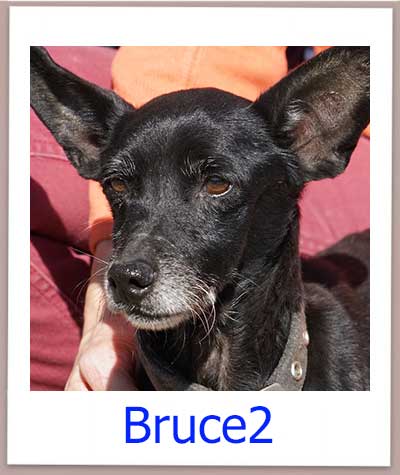Bruce2 Tierschutz Zypern Hund prof