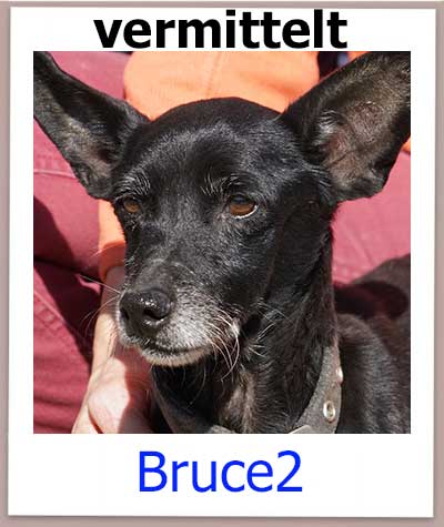 Pinscher Mix aus dem Tierheim hat ein Zuhause gefunden.
