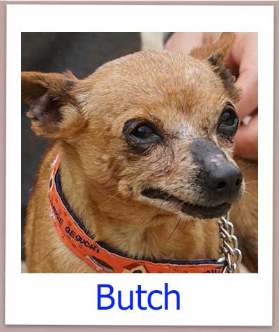 Notfellchen Butch aus dem Tierschutz auf Zypern sucht eine Familie in Deutschland.