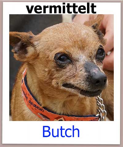 Chihuahua Notfellchen aus Zypern wird über den Tierschutz vermittelt.