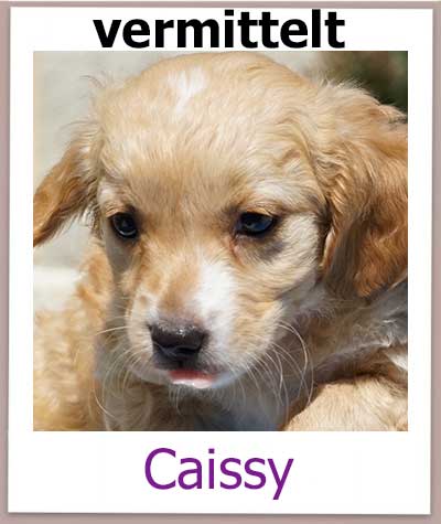 Welpe Caissy aus dem Tierheim auf Zypern hat eine Familie.