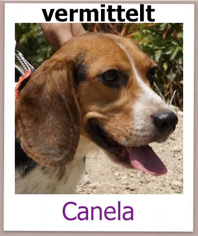 Beagle Hündin mit ihren Welpen im Julia Tierheim auf Zypern.