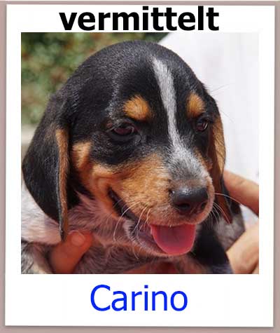 Beagle Mix Welpe aus schrecklichen Umständen gerettet.