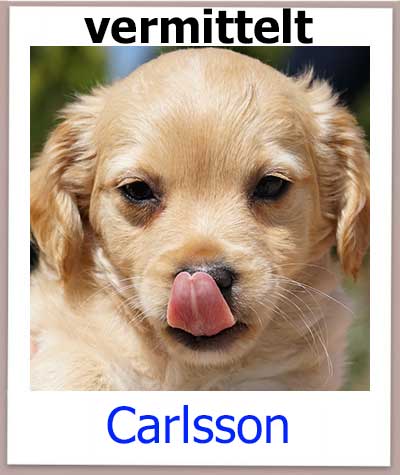 Carlsson aus Griechenland aus dem Tierschutz sucht eine Familie.