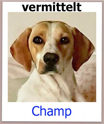 Champ Tierschutz Zypern Hund vermittelt 2