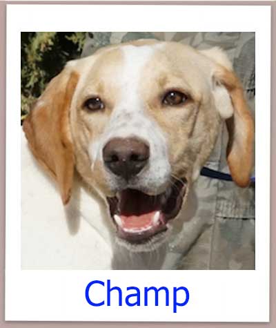 Champ aus dem Tierschutz aus Zypern sucht eine eigene Familie in deutschland.
