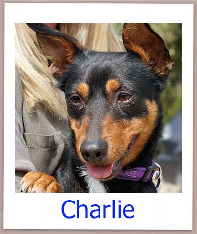 Charlie sucht seine aktive Familie in Deutschland.