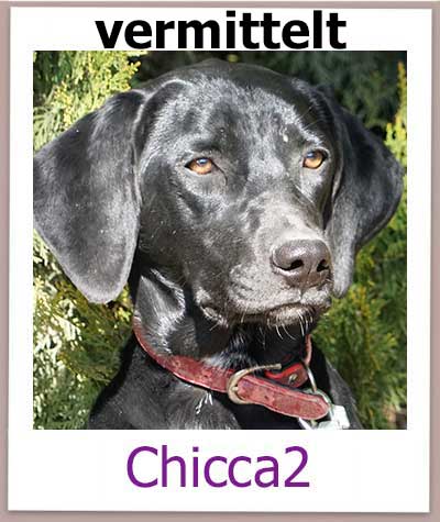 Chicca2 aus dem Tierschutz auf  Zypern ist vermittelt nach Deutschland.