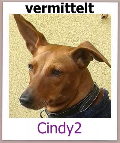 Cindy die Pincher Mischlings Hündin konnte von einem schlecht geführten Tierheim ins Julia wechseln.