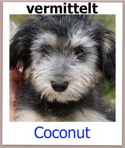 Welpe Coconut aus dem Tierheim auf Zypern hat eine eigene Familie.