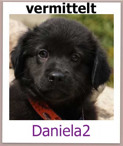 Daniela2 aus dem Tierheim hat ihre Familie in Deutschland gefunden.