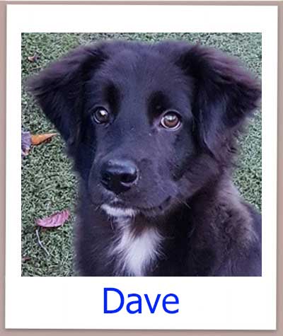 Dave Tierschutz Zypern Hund prof 1