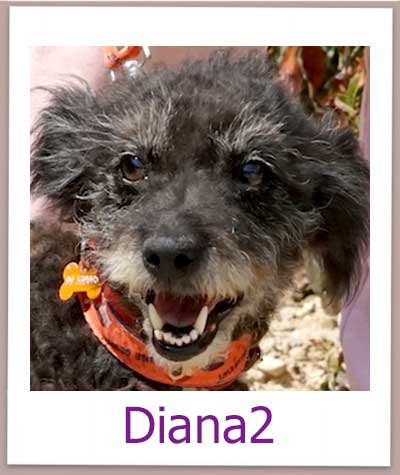 Diana2 Tierschutz Zypern Hund prof