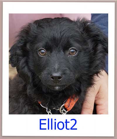 Elliot2 Tierschutz Zypern Hund prof 1
