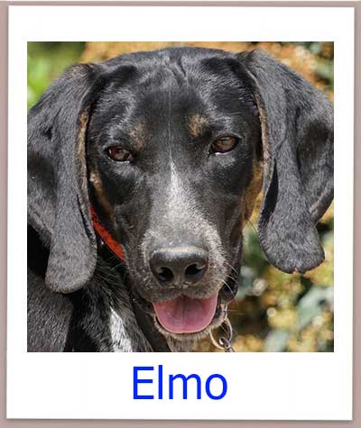 Elmo Tierschutz Zypern Hund prof