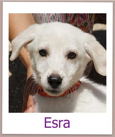 Esra Tierschutz Zypern Hund prof